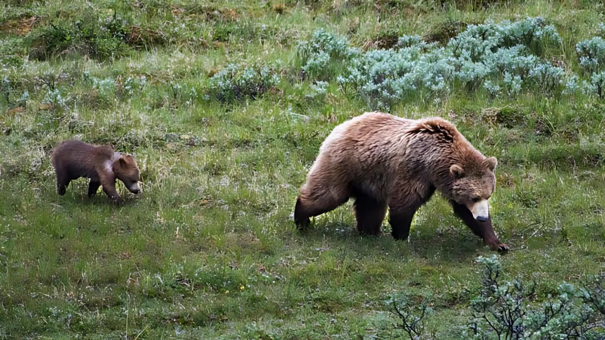 Yellowstone First