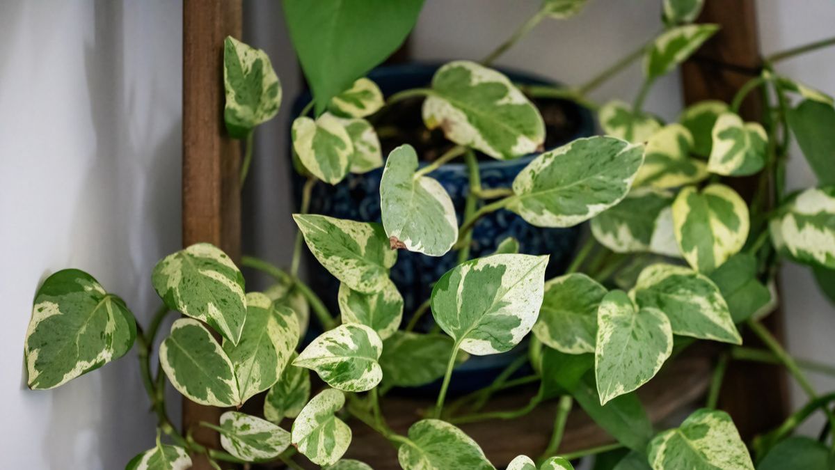 Air Purifying Plants