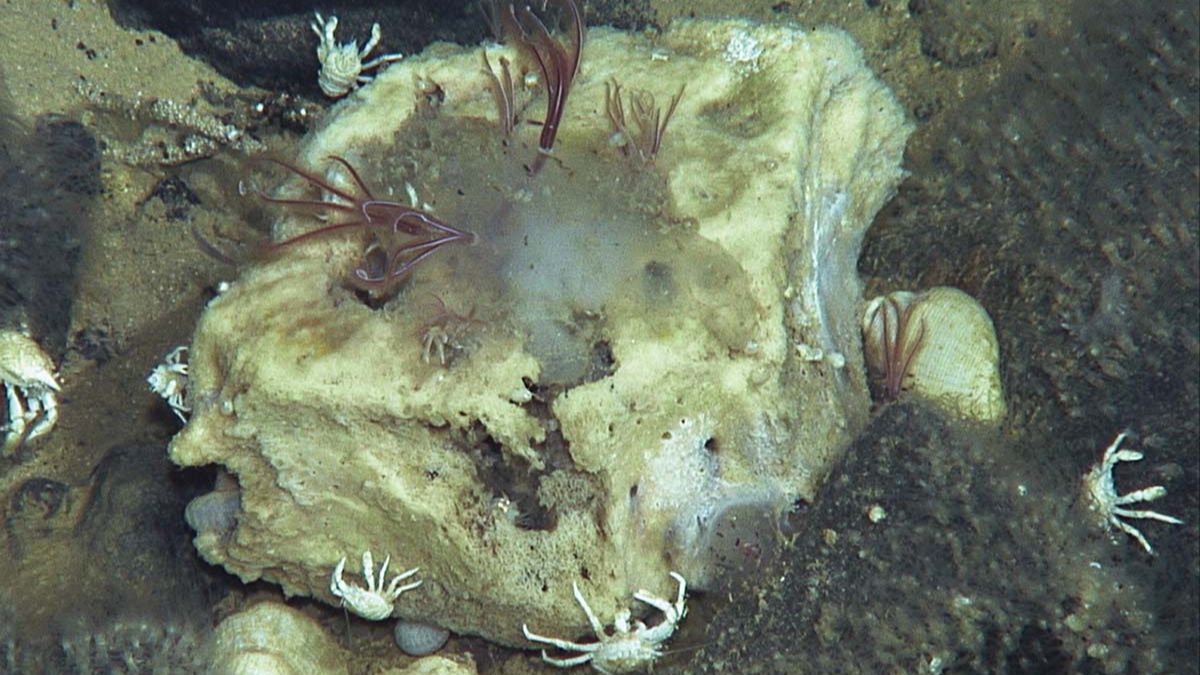 Ancient Ocean Discovery