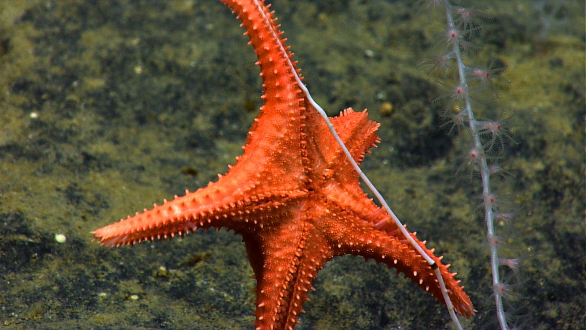 Atlantic Discovery