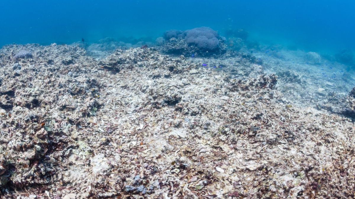 Ocean Acidification