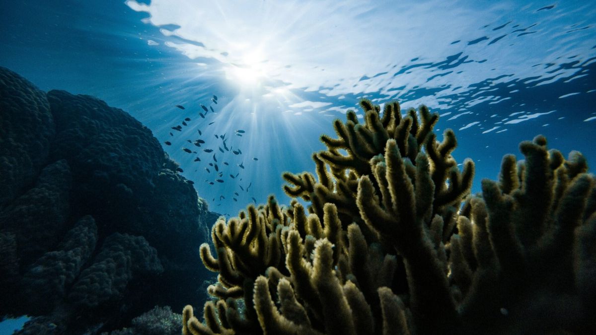 Ocean