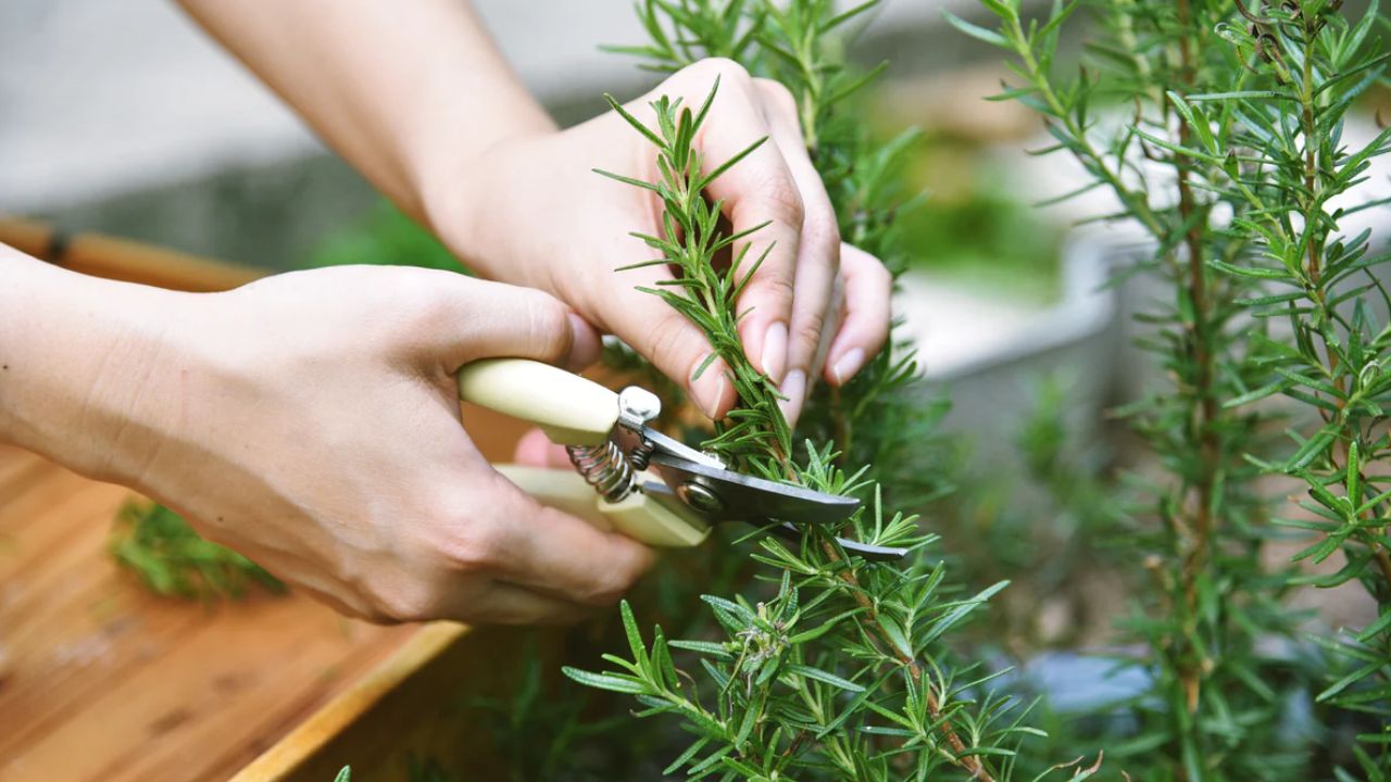 Boiling rosemary at home a simple trick