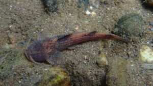 New Catfish Species