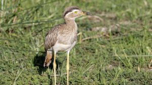 Rare visitor seen in Texas again for the first time since 1961
