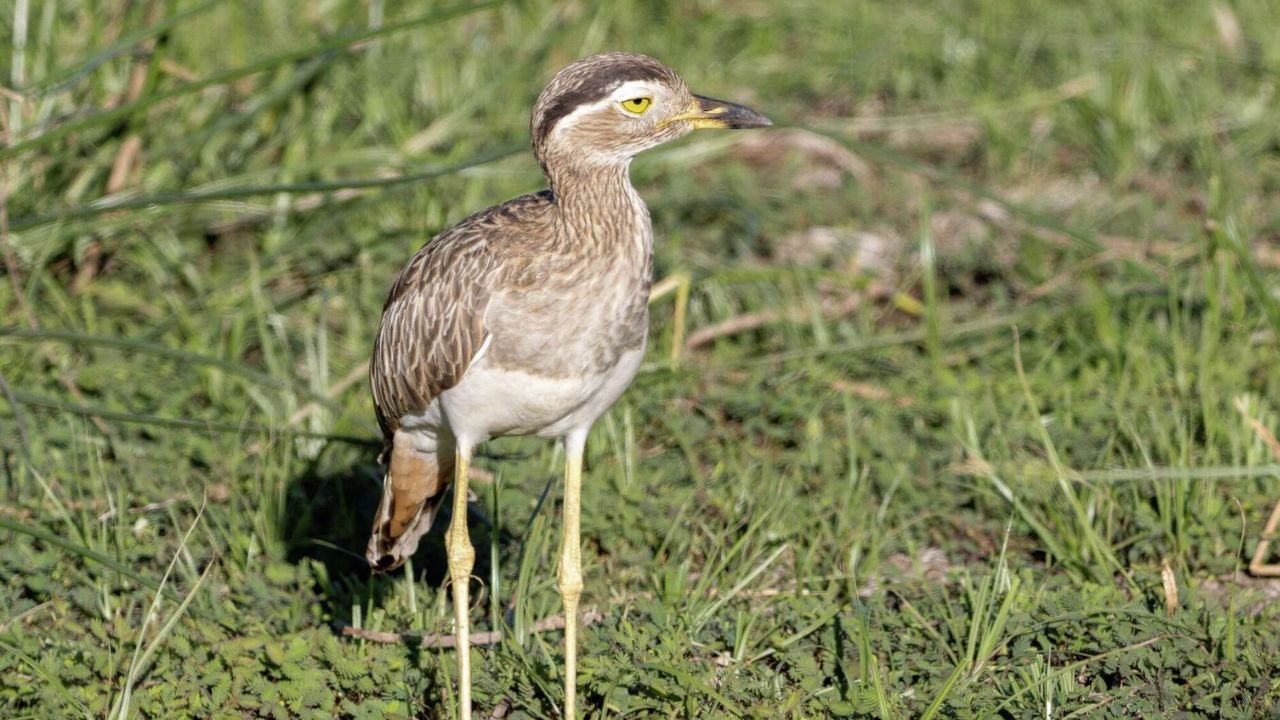 Rare visitor seen in Texas again for the first time since 1961