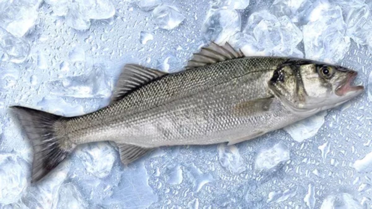 Sea Bass on the Moon