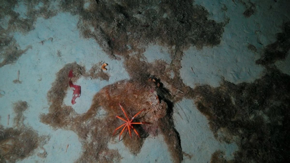 Ship Anchors