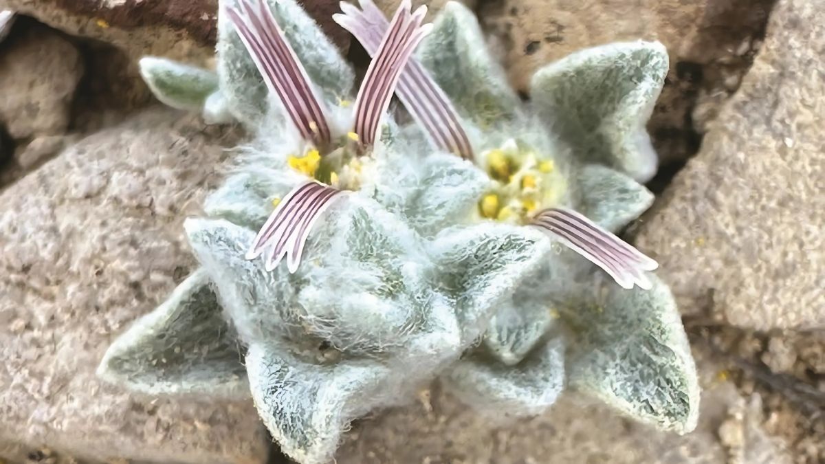 Texas Desert
