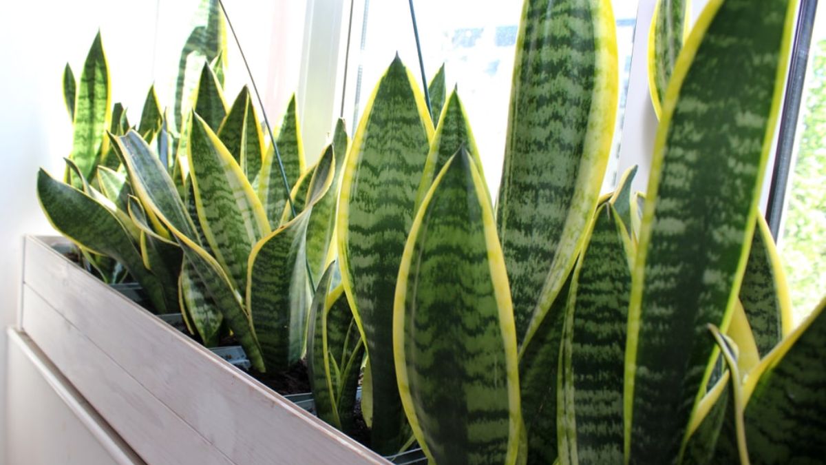 Survival Plants